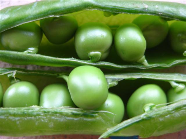 Fresh sweet peas have been the perfect snack along the way