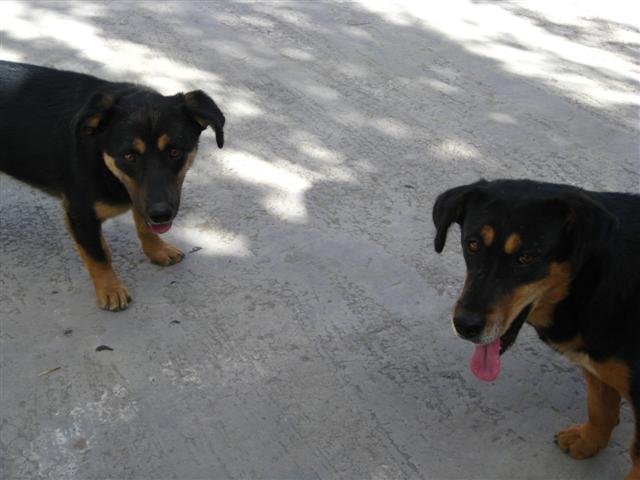 Cool dogs in Tabo ( I think these may be Chandra's offspring, Cass!)