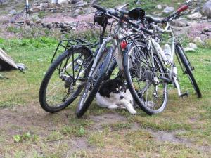 It rained all night, but this dear dhabba dog found some shelter under our bikes. Chatru.