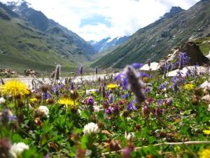 Lahualian summer flowers below the Rohtang pass.