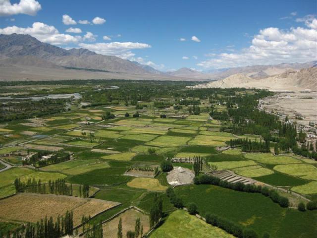 We followed the milky green Indus River to Leh. The flood plains were brilliant shades of green: barley and wheat and apricot trees.