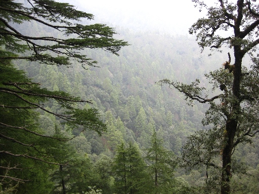 Back to evergreen forests and high humidity, we headed for Dharamsala for the last days, home of the Dalai Lama.