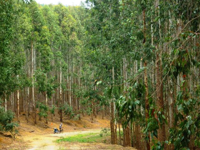 Cycling through the eucalyptus and pine plantations 